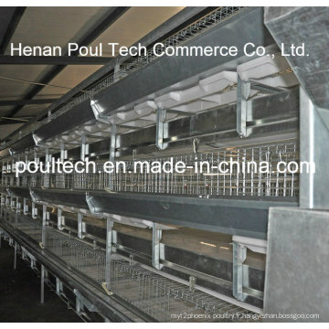 Galvanisation automatique Broiler Chicken Cage (H Type)